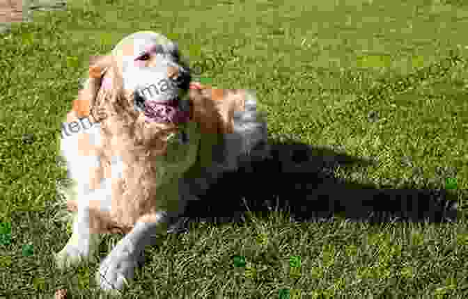 A Beautiful Golden Retriever Lying In A Field Of Wildflowers, Looking Up At The Camera With Loving Eyes. Dog Poems: An Anthology Alta H Mabin