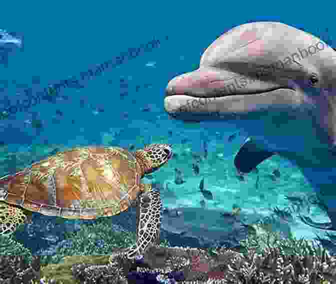 A Bottlenose Dolphin Peacefully Swimming Alongside A Sea Turtle The Dolphins Alta H Mabin