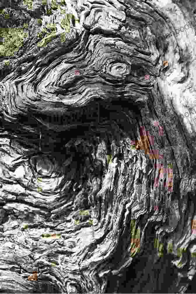 A Close Up Of A Gnarled Tree Trunk, Revealing Intricate Knots And Textures. Knotty Trees Sherry Riggs