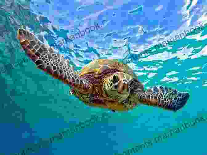 A Close Up Of A Sea Turtle Swimming In Hawaii. Healing Blue In Hawaii (Hawaii Photo Book 3)