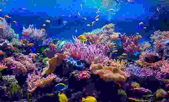 A Diver Swims Above A Vibrant Coral Reef In Hawaii. Healing Blue In Hawaii (Hawaii Photo Book 3)