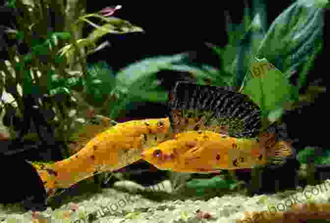 A Group Of Mollies Swimming In An Aquarium Platy Tank: 10 Awesome Platy Tank Mates (Species Compatibility Guide)