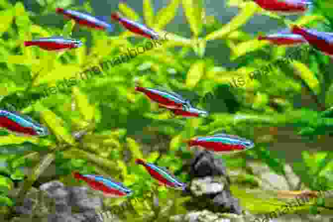 A Group Of Neon Tetras Swimming In An Aquarium Platy Tank: 10 Awesome Platy Tank Mates (Species Compatibility Guide)