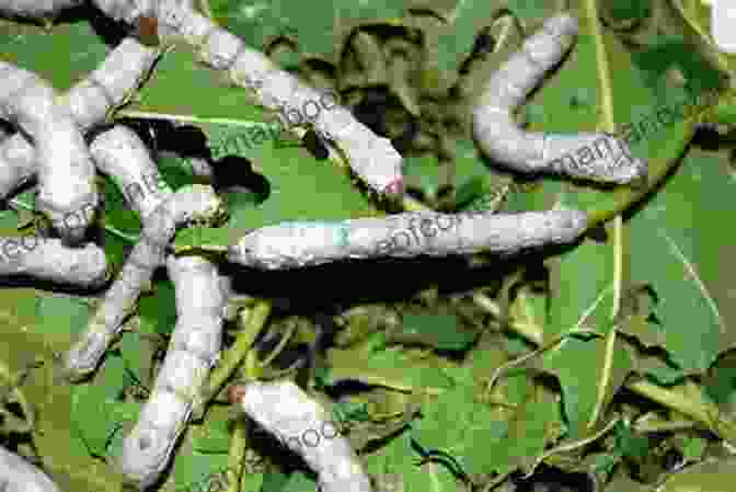 A Silkworm And A Silverfish, Side By Side On A Leaf Silkworms And Silverfish: Creeping Things In Haiku