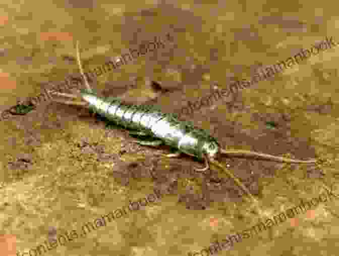 A Silverfish, A Small, Wingless Insect With A Long, Silver Body And Two Long Antennae Silkworms And Silverfish: Creeping Things In Haiku