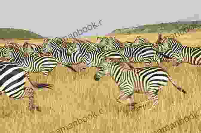 Herd Of Zebras Galloping In The Namibian Plains NAMIBIA: Haiku Cinquain Poems Alta H Mabin